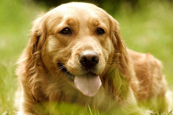 金毛開始懂事的表現(xiàn) 金毛狗怎么訓(xùn)練才聽話