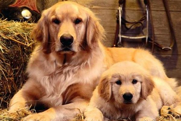 金毛犬哪個色系最貴 金毛犬吃什么狗糧最好