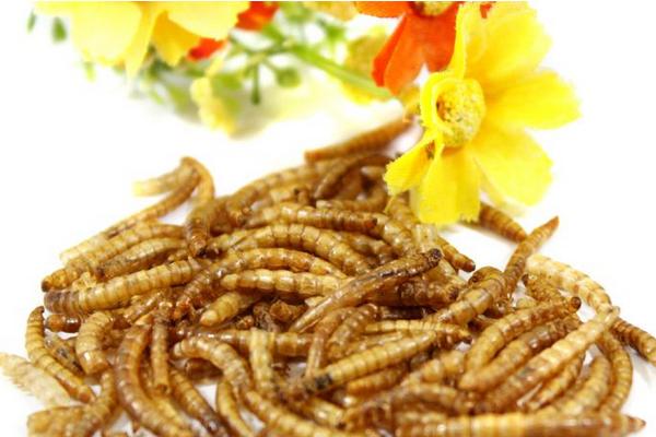 黃粉蟲怎么養(yǎng) 黃粉蟲怎么繁殖