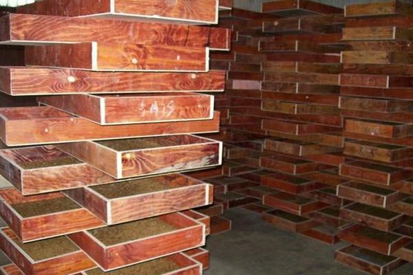 黃粉蟲怎么養 黃粉蟲怎么繁殖