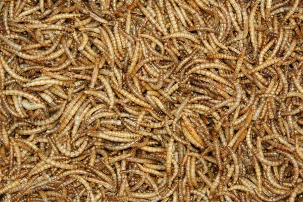 黃粉蟲怎么養 黃粉蟲怎么繁殖