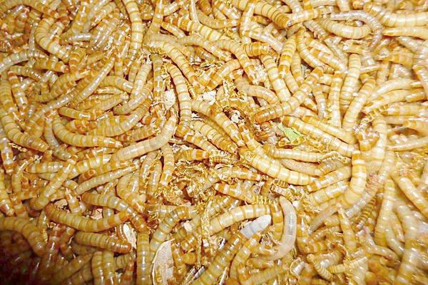 黃粉蟲怎么養 黃粉蟲怎么繁殖