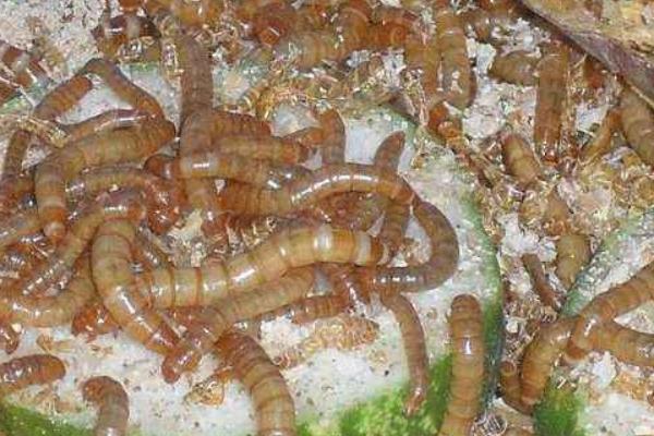 黃粉蟲怎么養 黃粉蟲怎么繁殖