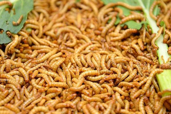 黃粉蟲怎么養 黃粉蟲怎么繁殖