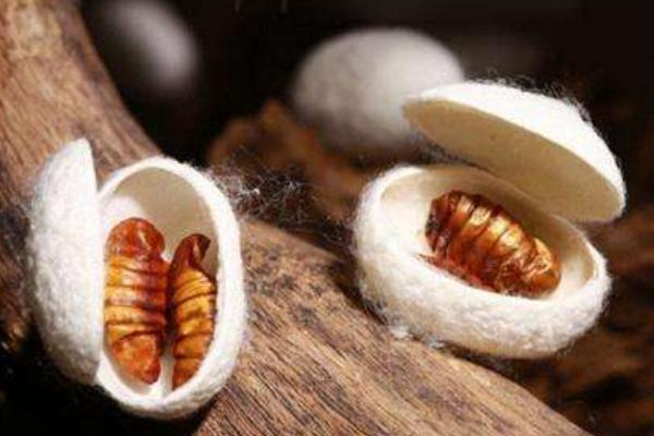 蠶蛹是什么變的 蠶蛹能吃嗎 蠶蛹好吃嗎