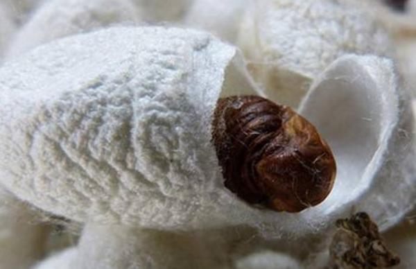 蠶蛹是什么變的 蠶蛹能吃嗎 蠶蛹好吃嗎