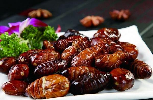 蠶蛹是什么變的 蠶蛹能吃嗎 蠶蛹好吃嗎