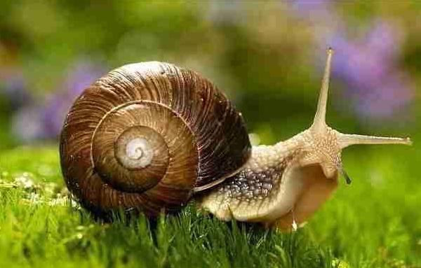 蝸牛為什么怕鹽 蝸牛生活在什么地方