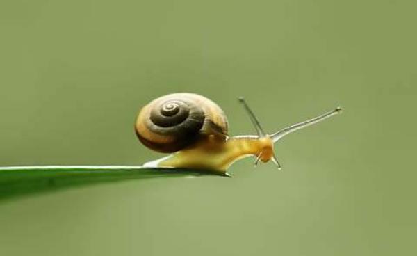 蝸牛為什么怕鹽 蝸牛生活在什么地方