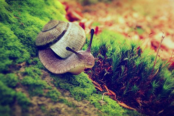 蝸牛是不是昆蟲 蝸牛怎么分公母