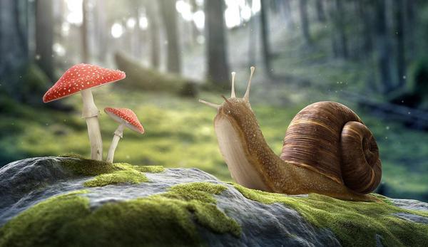 蝸牛是不是昆蟲 蝸牛怎么分公母