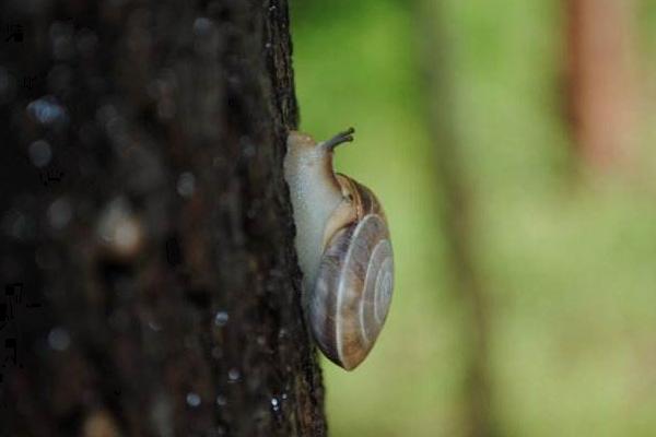 蝸牛是不是昆蟲 蝸牛怎么分公母