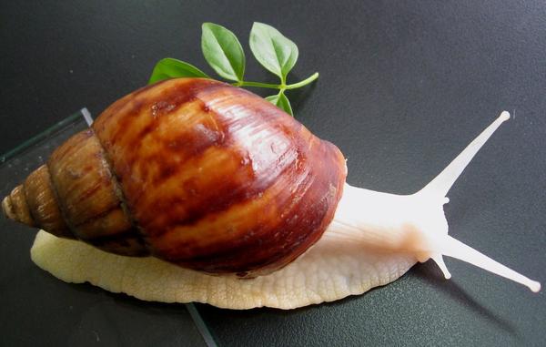 白玉蝸牛怎么吃 白玉蝸牛對人有害嗎