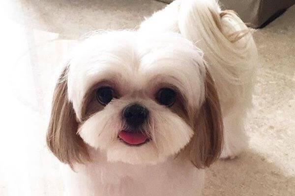 西施犬好養嗎 西施掉毛的原因及怎么護理