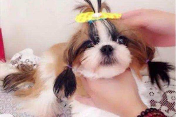 西施犬好養嗎 西施掉毛的原因及怎么護理