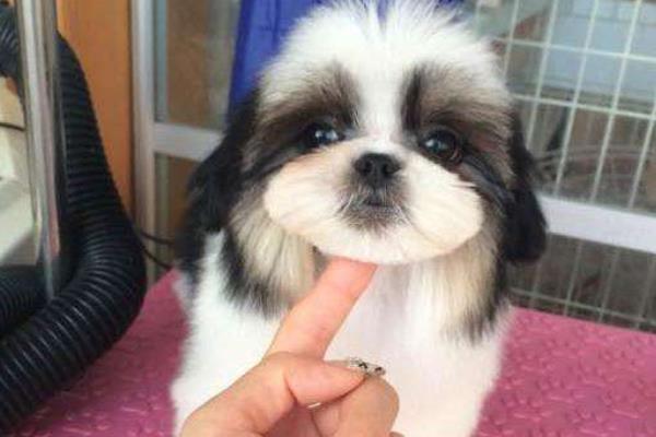 西施犬好養嗎 西施掉毛的原因及怎么護理