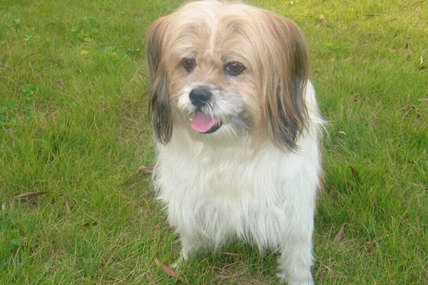 西施犬好養嗎 西施掉毛的原因及怎么護理