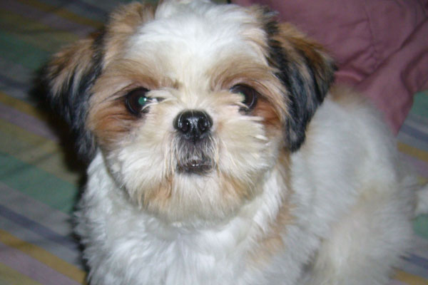 西施犬好養嗎 西施掉毛的原因及怎么護理