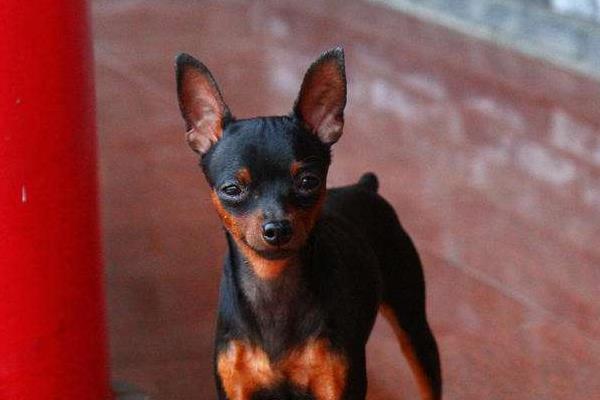 小鹿犬怎么喂養 養一只小鹿犬需要花多少錢