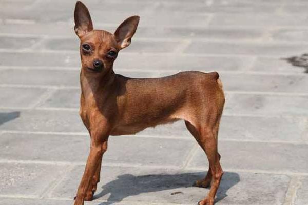 小鹿犬智商多少 小鹿犬離開主人會怎樣