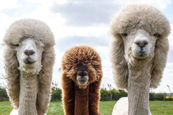 養羊駝犯法嗎 羊駝可以當寵物嗎