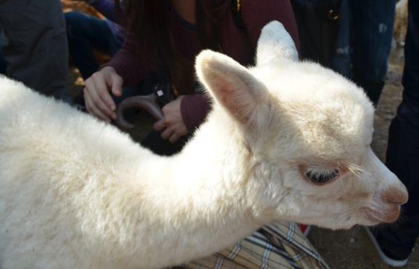 養羊駝犯法嗎 羊駝可以當寵物嗎