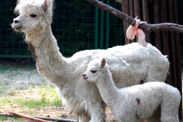 養羊駝犯法嗎 羊駝可以當寵物嗎