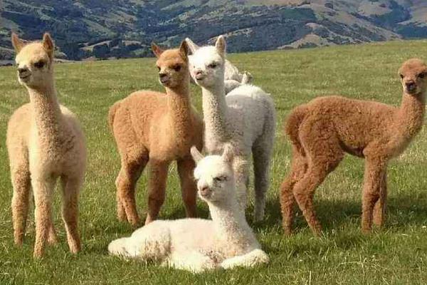 養羊駝犯法嗎 羊駝可以當寵物嗎