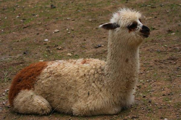 羊駝吐口水是什么意思 羊駝吐口水怎么辦