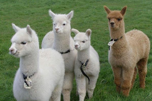 羊駝吐口水是什么意思 羊駝吐口水怎么辦