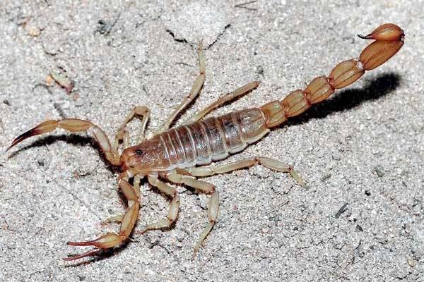 蝎子最怕什么 蝎子的天敵是什么