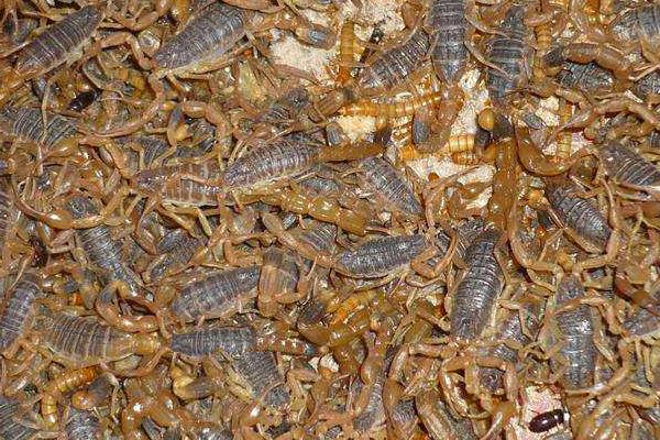 野生蝎子和養殖蝎子的區別是什么 家里蝎子如何根除