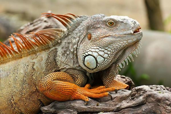 蜥蜴是保護動物嗎 蜥蜴生活在什么地方