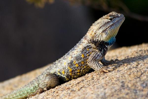 蜥蜴是保護動物嗎 蜥蜴生活在什么地方
