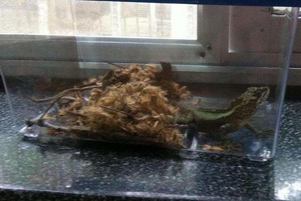 蜥蜴是保護動物嗎 蜥蜴生活在什么地方