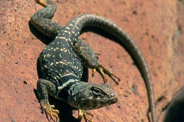 蜥蜴是保護動物嗎 蜥蜴生活在什么地方