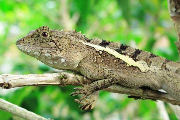 蜥蜴是保護動物嗎 蜥蜴生活在什么地方