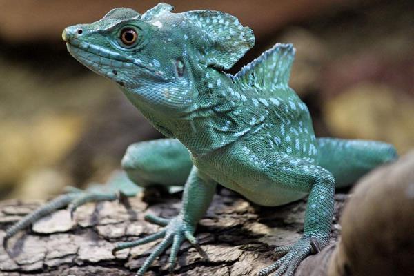 蜥蜴的功效與作用及禁忌 蜥蜴能吃嗎