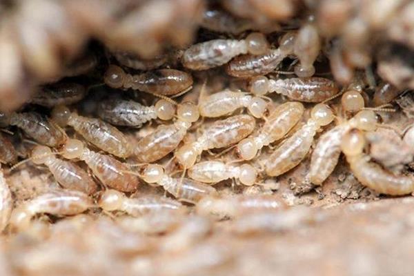 如何防治白蟻 家庭的白蟻防治方法