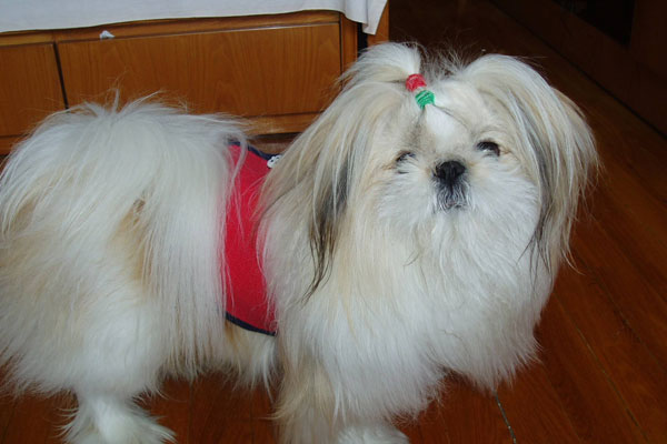 西施犬好養嗎 西施掉毛的原因及怎么護理