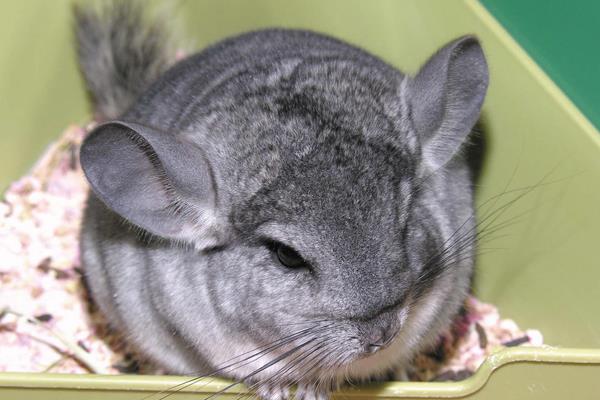 毛絲鼠市場(chǎng)價(jià)格多少錢(qián)一只 毛絲鼠認(rèn)人嗎