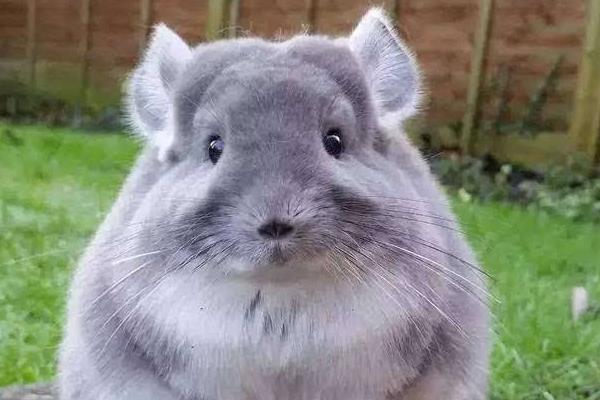 毛絲鼠市場(chǎng)價(jià)格多少錢(qián)一只 毛絲鼠認(rèn)人嗎