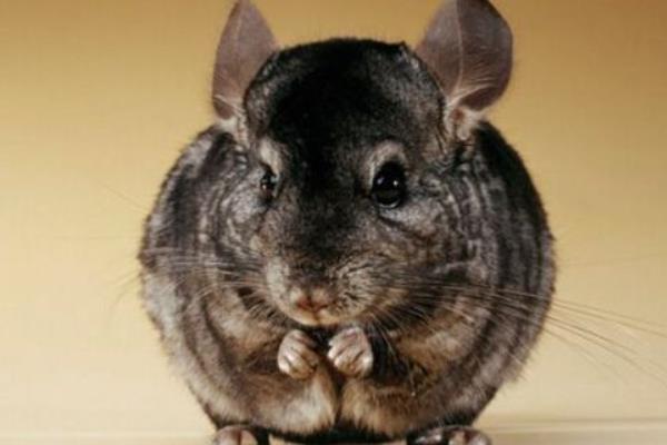 毛絲鼠市場(chǎng)價(jià)格多少錢(qián)一只 毛絲鼠認(rèn)人嗎