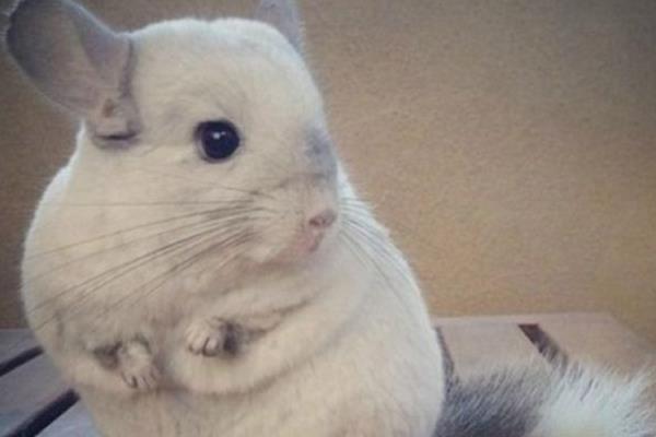 毛絲鼠市場(chǎng)價(jià)格多少錢(qián)一只 毛絲鼠認(rèn)人嗎
