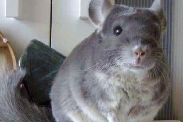 毛絲鼠市場(chǎng)價(jià)格多少錢(qián)一只 毛絲鼠認(rèn)人嗎