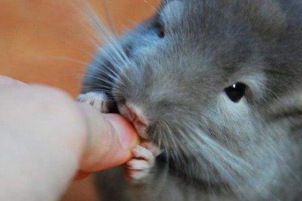 毛絲鼠市場(chǎng)價(jià)格多少錢(qián)一只 毛絲鼠認(rèn)人嗎