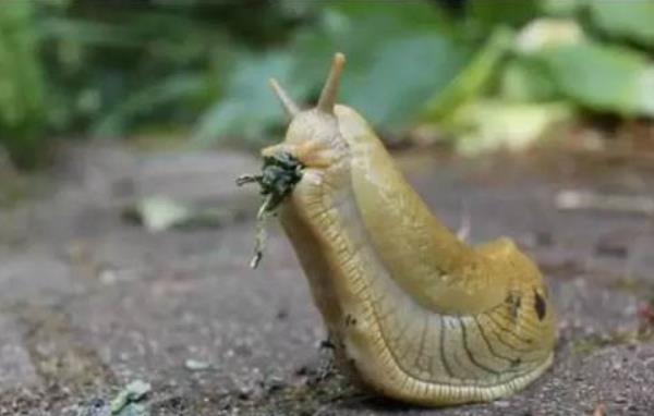沒有殼的蝸牛叫什么 世界上最大的蝸牛是什么