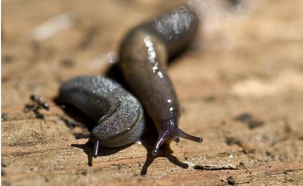 沒有殼的蝸牛叫什么 世界上最大的蝸牛是什么