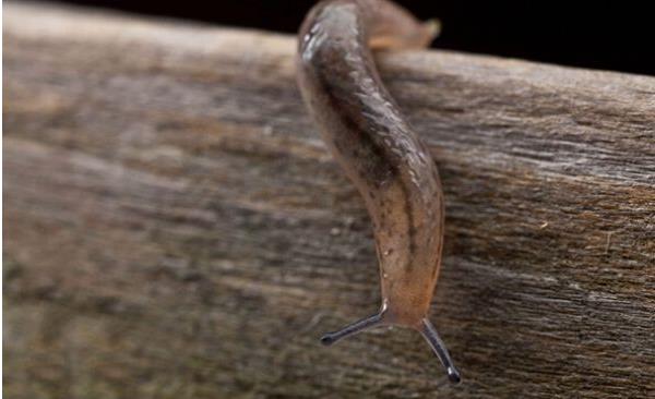 沒有殼的蝸牛叫什么 世界上最大的蝸牛是什么