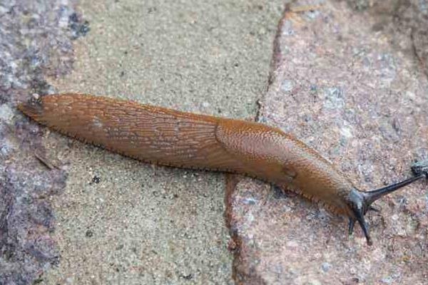 沒有殼的蝸牛叫什么 世界上最大的蝸牛是什么